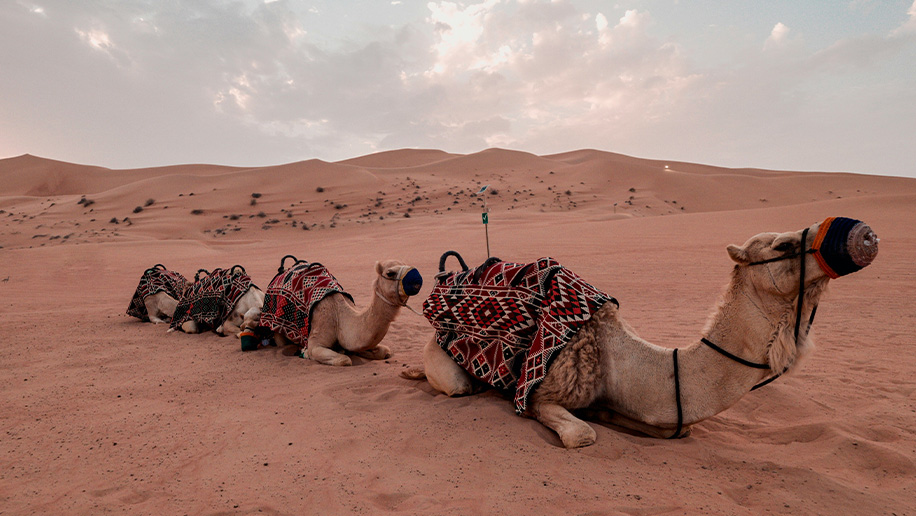 People walking a path in Jebel Shams in the day